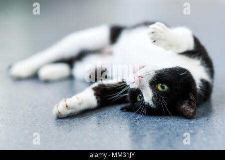 Schwarz-weiße Katze zu Hause entspannen. Stockfoto