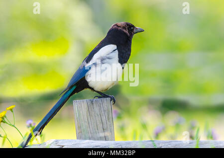 Seitenansicht eines Gemeinsamen Magpie Pica Pica, einzigen Vogel auf Post Stockfoto