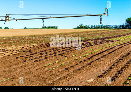 Der ökologische Landbau in Deutschland - großflächige Anbau von Salaten Stockfoto