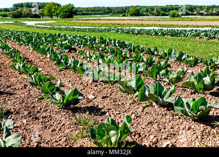 Der ökologische Landbau in Deutschland - großflächige Anbau von Kohl Stockfoto