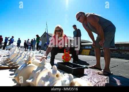 170901-N-EH 218-023 Port Townsend, Washington (Sep. 1, 2017) - Freiwillige Betsy Carlson beauftragt Jim übermäßig, aus Port Townsend, von der Anordnung der Wirbel von einem verstorbenen Grauwale auf die Marine Ausstellung Pier am Port Townsend Marine Science Center (PTMSC). Um zu helfen, natürliche Gewebe entnommen, U.S. Naval Zeitschrift Indian Island mit dem PTMSC durch die Bereitstellung von sicheren Ankerplatz für den toten Wal in der Nähe von dessen Standort in Port Townsend Bay arbeitete erleichtern. (U.S. Marine Foto von Mass Communication Specialist 2. Klasse Ryan J. Batchelder/Freigegeben) Stockfoto