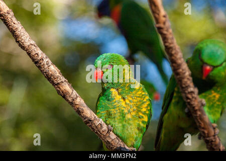 Schuppige-breasted lorikeet klammerte sich an der Seite eines Baumes Stockfoto