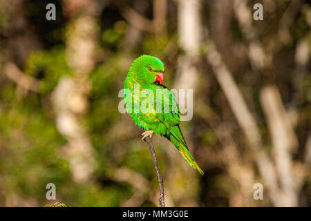 Schuppige-breasted lorikeet klammerte sich an der Seite eines Baumes Stockfoto