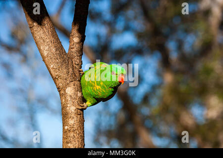 Schuppige-breasted lorikeet klammerte sich an der Seite eines Baumes Stockfoto