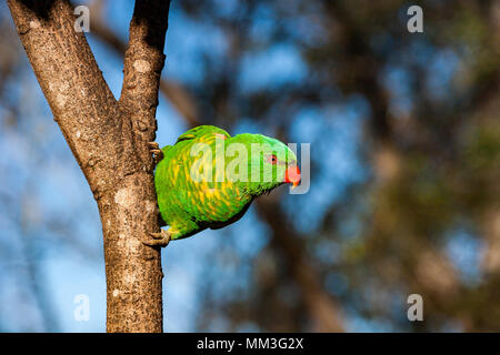 Schuppige-breasted lorikeet klammerte sich an der Seite eines Baumes Stockfoto