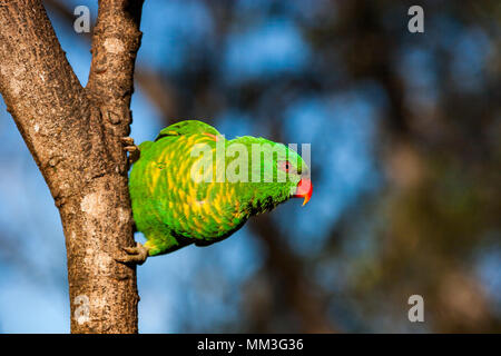 Schuppige-breasted lorikeet klammerte sich an der Seite eines Baumes Stockfoto