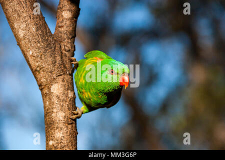 Schuppige-breasted lorikeet klammerte sich an der Seite eines Baumes Stockfoto