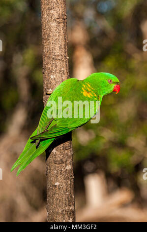 Schuppige-breasted lorikeet klammerte sich an der Seite eines Baumes Stockfoto