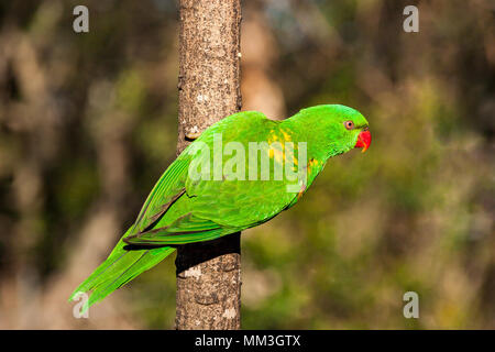 Schuppige-breasted lorikeet klammerte sich an der Seite eines Baumes Stockfoto