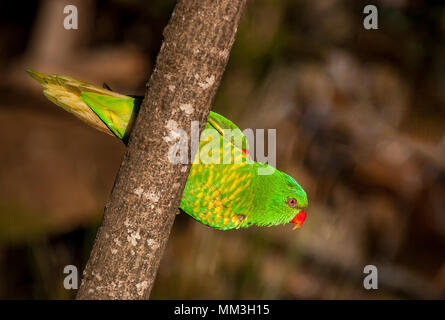 Schuppige-breasted lorikeet klammerte sich an der Seite eines Baumes Stockfoto