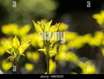 Helle yelloew verlässt sich auf einen Hartriegel, Cornus Florida Regenbogen. Stockfoto