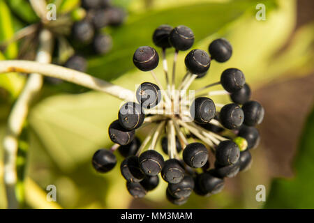 Schwarze Samen auf winrter Fatsia Japonica, ein blühender Strauch Reif. Stockfoto