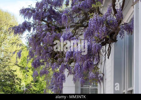 Wisteria Baum in voller Blüte außerhalb einer weiß lackierten Haus in Kensington, London. Stockfoto