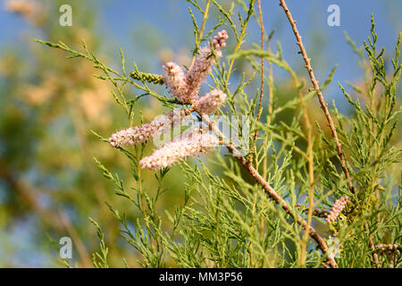 Tamarix Ast mit rosa Blumen auf blauen Himmel Hintergrund Stockfoto