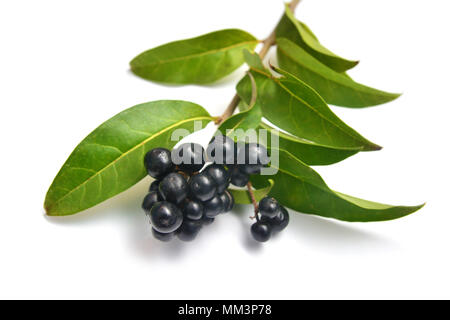 Ligustrum vulgare Zweig und Obst, wie Liguster bekannt Stockfoto