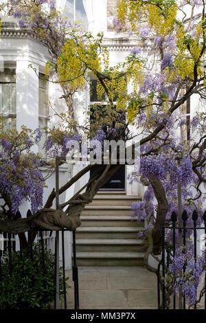 Kensington London. Wisteria und Goldregen Bäume in voller Blüte außerhalb einer weiß lackierten Haus in London wächst. An einem sonnigen Tag fotografiert. Stockfoto