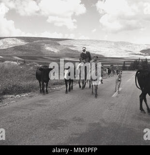 1955, historische, einem palästinensischen Beduinen und seinen jungen Sohn auf einer einsamen Straße reiten Esel und mit ihren weidenden Kühen, Israel außerhalb. Die arabischen Palästinenser oder häufiger, Beduinen waren ein nomadisches Volk in der Herding und Weide- und Landwirtschaft, die in der Wüste Bereichen was lebte, rief dann Palästina, die aber nach dem 2.Weltkrieg im Jahre 1948, wurde in der neu gegründeten jüdischen Staat Israel. Stockfoto