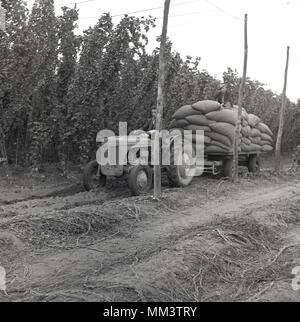 1950, historische, Bauer auf dem Traktor Ziehen eines Anhängers mit schweren Säcken von Hopfen geladen, mit einem männlichen Picker saß oben auf, Kent, England, UK. Der Hop-Säcke sind bekannt als "Pokes'. Aus den Feldern "Felder", die frisch geernteter Hopfen zurück zu einem oast House genommen zu trocknen und sind dann in der Brauerei industrie Bier zu machen. Stockfoto