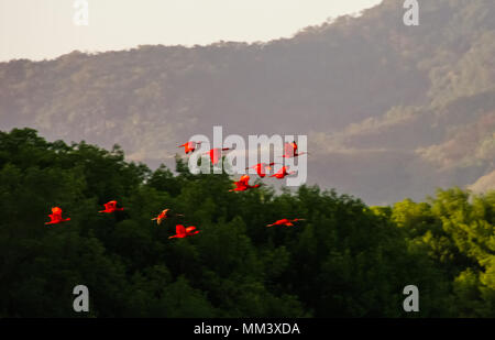 Flying scharlachrote Ibisse in Caroni Swamp National Park, Trinidad und Tobago Stockfoto