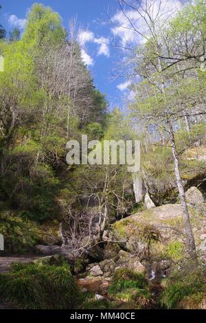 Schottische Birke im Frühling. Brennen Sie O'Mwst. Tal an einem sonnigen Tag. Muir von Dinnet, Cairngorms, Schottland, Großbritannien. Mai, 2018. Stockfoto