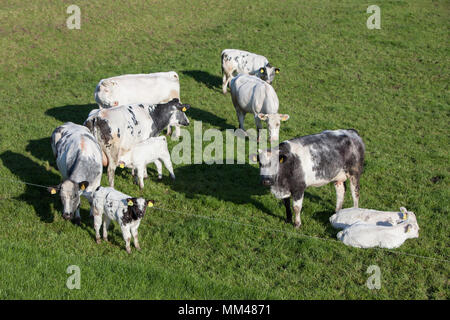 Schwarze und weiße Kühe auf der grünen Wiese Wiese von oben in Holland gesehen Stockfoto
