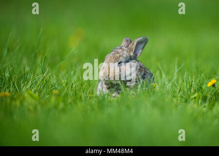 Niedliche Hase mit blume Löwenzahn im Gras sitzen. Tier Natur Lebensraum, Leben in der Wiese. Europäische Kaninchen oder Hase, Oryctolagus cuniculus, Hi Stockfoto