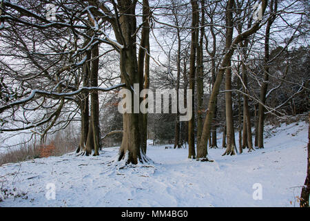 Eaves Holz silverdale Lancashire Beech Tree Circle im Winter im Schnee. Stockfoto