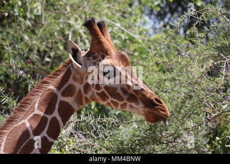 Netzgiraffe Gesicht - Nahaufnahme. Stockfoto