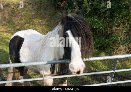 Schwarze und weiße Pferd neben einem Bauernhof, Luddenden Foot, West Yorkshire Stockfoto