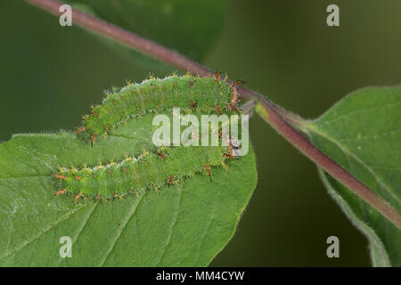 Kleiner Eisvogel, Kleiner Eisfalter, Raupe, Limenitis camilla, Ladoga Camilla, Eurasischen White Admiral, Admiral, Raupe, Le Petit Sylvain, E Stockfoto