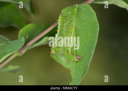 Kleiner Eisvogel, Kleiner Eisfalter, Raupe, Limenitis camilla, Ladoga Camilla, Eurasischen White Admiral, Admiral, Raupe, Le Petit Sylvain, E Stockfoto