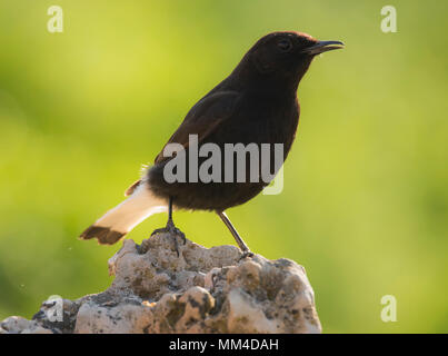 Schwarz Wetter (Oenanthe leucura) auf einem Felsen thront. Stockfoto