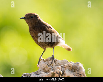 Schwarz Wetter (Oenanthe leucura) auf einem Felsen thront. Stockfoto