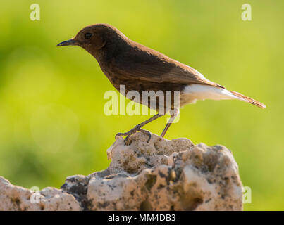 Schwarz Wetter (Oenanthe leucura) auf einem Felsen thront. Stockfoto