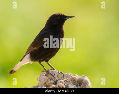 Schwarz Wetter (Oenanthe leucura) auf einem Felsen thront. Stockfoto