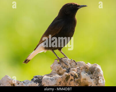 Schwarz Wetter (Oenanthe leucura) auf einem Felsen thront. Stockfoto