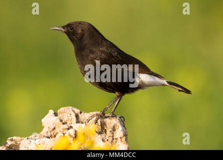 Schwarz Wetter (Oenanthe leucura) auf einem Felsen thront. Stockfoto