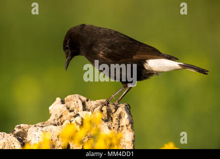 Schwarz Wetter (Oenanthe leucura) auf einem Felsen thront. Stockfoto