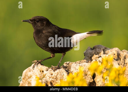 Schwarz Wetter (Oenanthe leucura) auf einem Felsen thront. Stockfoto