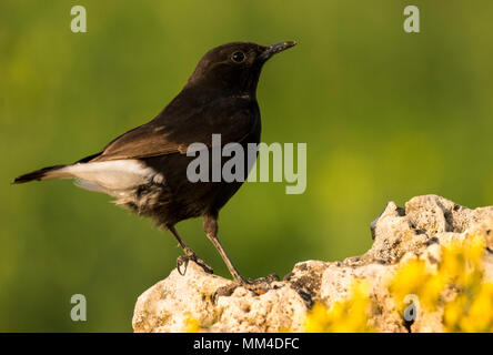 Schwarz Wetter (Oenanthe leucura) auf einem Felsen thront. Stockfoto