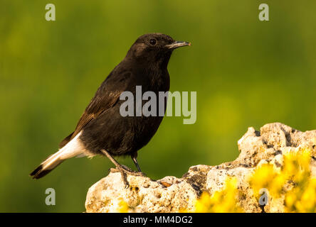 Schwarz Wetter (Oenanthe leucura) auf einem Felsen thront. Stockfoto