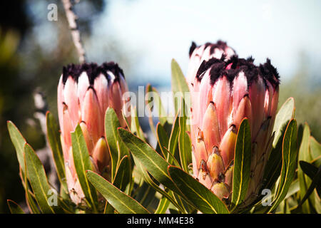 Oleander Blätter Blumen in voller Blüte Protea (Protea neriifolia) Stockfoto