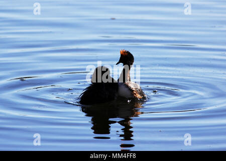 Ente mit rote Köpfe auf seinem Kopf gehörnten Slawonische grebe Podiceps auritus. ehelichen Spiele und Tänze der männlichen und weiblichen Stockfoto