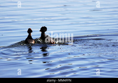 Ente mit rote Köpfe auf seinem Kopf gehörnten Slawonische grebe Podiceps auritus. ehelichen Spiele und Tänze der männlichen und weiblichen Stockfoto