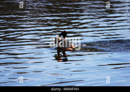 Ente mit rote Köpfe auf seinem Kopf gehörnten Slawonische grebe Podiceps auritus. ehelichen Spiele und Tänze der männlichen und weiblichen Stockfoto