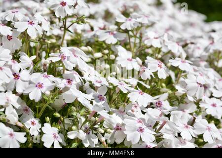 Phlox subulata 'Amazing Grace' Stockfoto