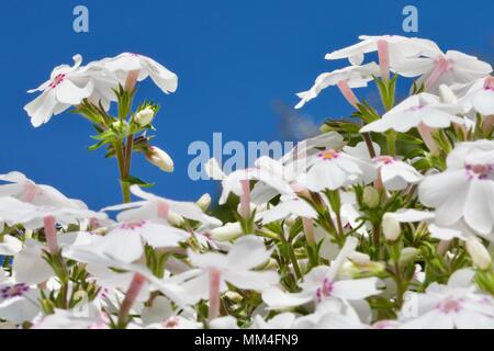 Phlox subulata 'Amazing Grace' Stockfoto