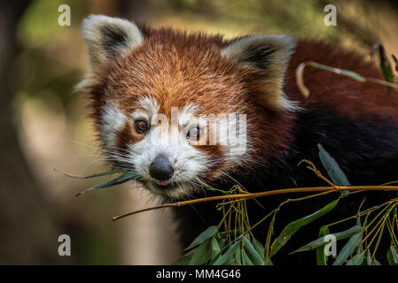 Der Rote Panda oder auch als Die rote Cat-Bear bekannt. Es ist etwas größer als eine Hauskatze und mosty im Östlichen Himalaya gefunden Stockfoto