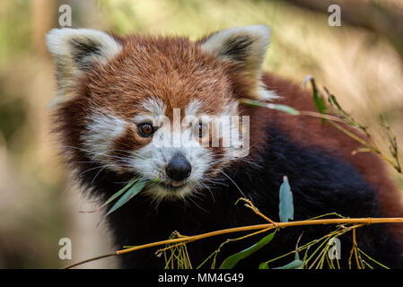 Der Rote Panda oder auch als Die rote Cat-Bear bekannt. Es ist etwas größer als eine Hauskatze und mosty im Östlichen Himalaya gefunden Stockfoto