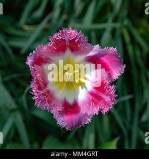 A beatifull Fancy frills Tulip Stockfoto